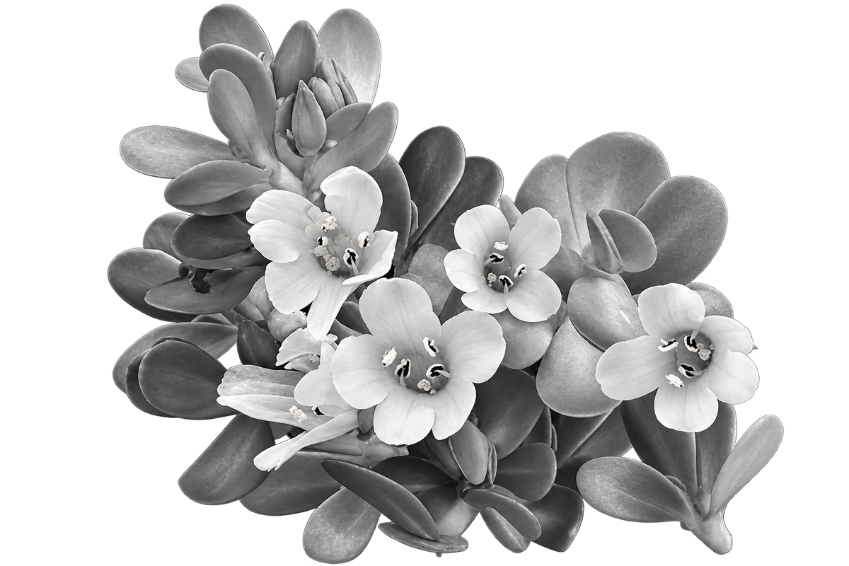 Bacopa Monnieri